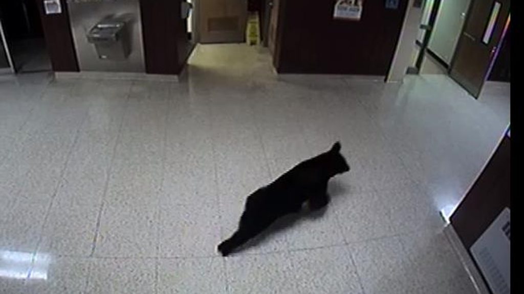 Hold Up, There’s A New Bear at School?