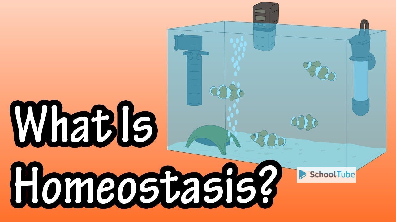 Homeostasis