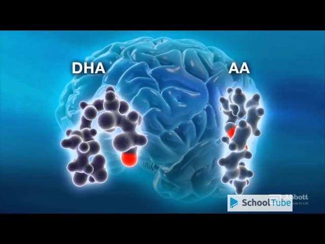 Nutrition and Brain Development