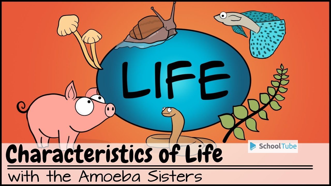 Characteristics of Life – Biology Basics