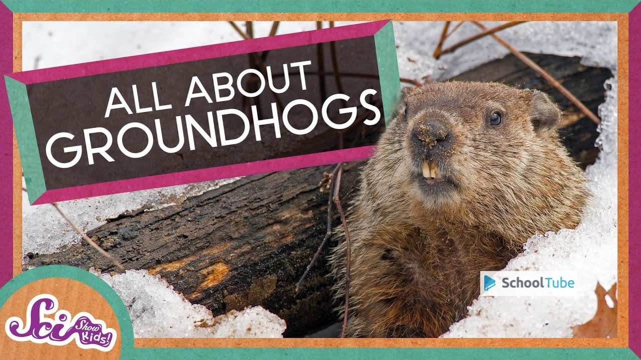 Fun Facts About Groundhogs Day!