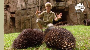 Australia Zoo Tour