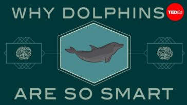 How Smart are Dolphins