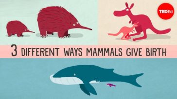 The Three Different ways Mammals Give Birth