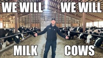 We Will Milk Cows