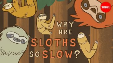 Why are Sloths so Slow?