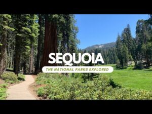 Exploring Sequoia National Park: Home to the Giant Trees