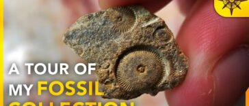 Exploring the Fossil Record: A Journey Through Ancient Life