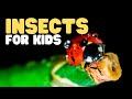 Exploring the World of Insects: A Guide for Kids