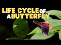 The Amazing Life Cycle of a Butterfly