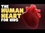 The Human Heart: A Vital Organ