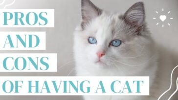 The Pros and Cons of Cat Ownership