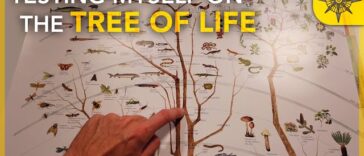 The Tree of Life: Symbolism and Significance