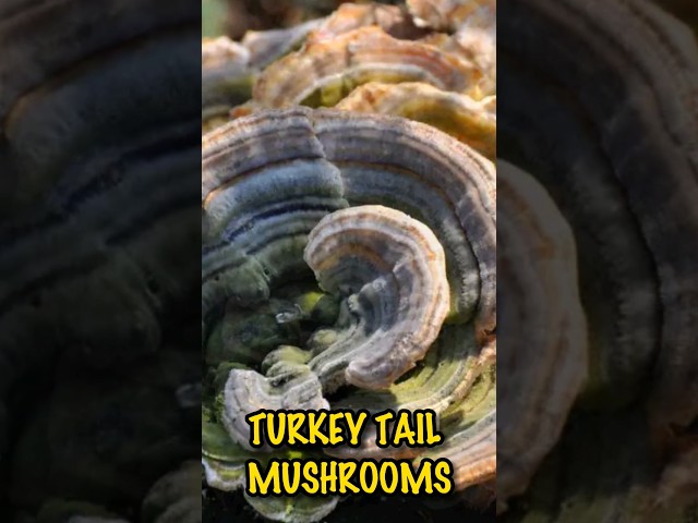 Turkey Tail Mushrooms: Unlocking The Secrets Of Radiant Skin 