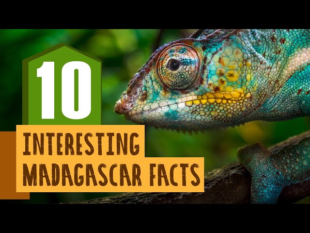10 Interesting Facts About Madagascar | SchoolTube
