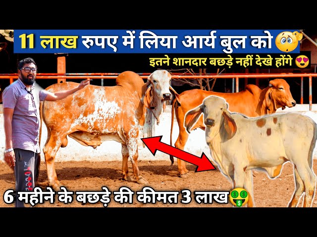 The Gir Cow: A Majestic Breed with a Rich History | SchoolTube