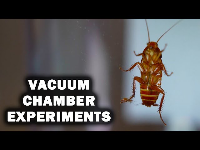 Vacuum Chamber Experiments: 15 Amazing Things That Happen in a Vacuum ...
